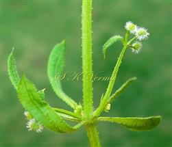  Inflorescence